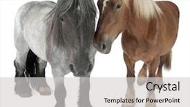  Presentation with white horse - Audience pleasing presentation consisting of belgian horse belgian heavy horse brabancon a draft horse breed standing in front of white background backdrop and a light gray colored foreground