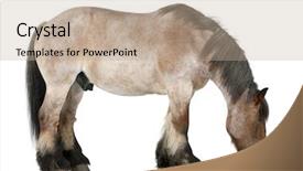  Presentation with white horse - Cool new slides with belgian horse belgian heavy horse backdrop and a coral colored foreground