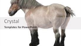  Presentation with white horse - Slides with belgian horse belgian heavy horse background and a light gray colored foreground