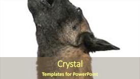  Presentation with white - PPT theme consisting of belgian shepherd howling against white background background and a tawny brown colored foreground