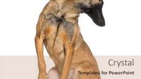  Presentation with shepherd sheep on shoulder - Presentation design enhanced with belgian-shepherd-malinois-looking-backwards background and a coral colored foreground