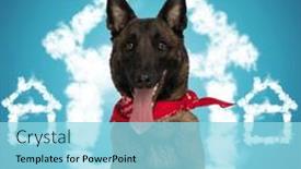  Presentation with adoption - Slide deck with belgian-shepherd-malinois-sticking-out background and a arctic colored foreground