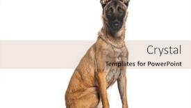  Presentation with camera - Presentation featuring belgian-shepherd-malinois-wearing background and a  colored foreground