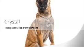  Presentation with camera - Presentation theme featuring belgian-shepherd-malinois-wearing background and a  colored foreground