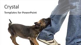  Presentation with robotic leg - Theme consisting of belgian shepherd puppy biting leg background and a white colored foreground