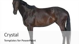  Presentation with white horse - Beautiful slide deck featuring belgian warmblood horse 5 years backdrop and a white colored foreground