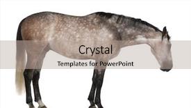  Presentation with white horse - PPT theme with belgian warmblood horse 6 years background and a coral colored foreground
