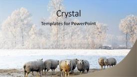  Presentation with plain blue clear sky - Presentation theme consisting of belgim christmas - dutch winter landscape with sheep background and a  colored foreground