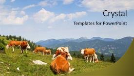  Presentation with alpine - Presentation theme consisting of bell relaxing on alpine background and a light blue colored foreground