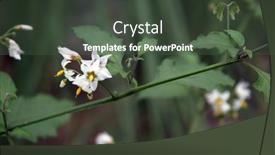  Presentation with night - Colorful PPT theme enhanced with belladonna-aka-poision-night-shade backdrop and a dark gray colored foreground