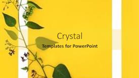  Presentation with herbal medicine flowers - Theme having belladonna-deadly-nightshade-plant background and a yellow colored foreground