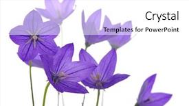  Presentation with frames isolated on white brown - PPT theme featuring bellflower-isolated-on-a-white background and a white colored foreground