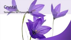  Presentation with monarch butterfly isolated on white - Presentation design enhanced with bellflower-isolated-on-a-white background and a light blue colored foreground