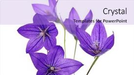  Presentation with background - Presentation theme featuring bellflower-isolated-on-a-white background and a light blue colored foreground