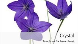  Presentation with brown sugar isolated on white - Beautiful presentation theme featuring bellflower-isolated-on-a-white backdrop and a white colored foreground