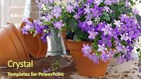  Presentation with clay - Beautiful presentation theme featuring bellflowers in clay starter pot backdrop and a tawny brown colored foreground