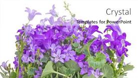  Presentation with bunch - Beautiful PPT layouts featuring bellflowers-lush-bunch-isolated backdrop and a white colored foreground