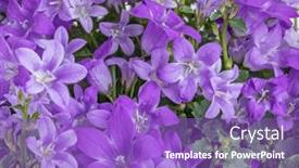  Presentation with bunch - Amazing presentation theme having bellflowers-lush-bunch-lilac-background backdrop and a purple colored foreground