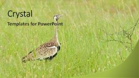  Presentation with black family - Slide set with bellied korhaan a ground dwelling background and a  colored foreground
