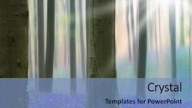  Presentation with forest morning - Presentation theme having bells in the foggy mist background and a teal colored foreground