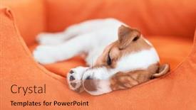  Presentation with sleeping - Slide deck having beloved-puppy-sleeping-peacefully background and a coral colored foreground