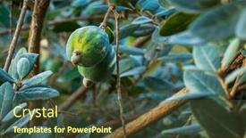  Presentation with growing tree - Presentation theme enhanced with below-of-ripe-feijoa-fruits background and a tawny brown colored foreground
