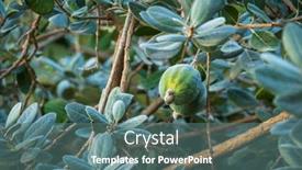  Presentation with growing tree - Slide set enhanced with below-of-ripe-feijoa-fruits background and a ocean colored foreground