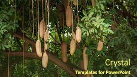  Presentation with fruits - Presentation with below-poisonous-fruits-hanging background and a tawny brown colored foreground