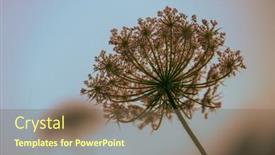  Presentation with bloom - Slide deck having below-soft-focus-of-bloom background and a  colored foreground