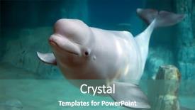  Presentation with whale - Audience pleasing PPT layouts consisting of beluga whale in clear blue backdrop and a teal colored foreground