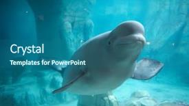  Presentation with whale - Colorful theme enhanced with beluga whale in clear blue backdrop and a ocean colored foreground