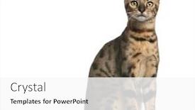  Presentation with black cat in front - Slides having bengal cat 6 months old sitting in front of white background background and a white colored foreground