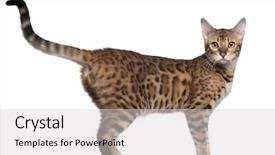  Presentation with cat - PPT theme enhanced with bengal cat 7 months old background and a light gray colored foreground