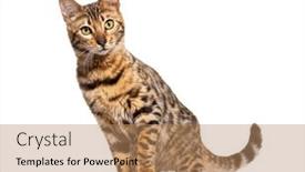  Presentation with white cctv camera on modern - PPT layouts enhanced with bengal-cat-facing-the-camera background and a coral colored foreground