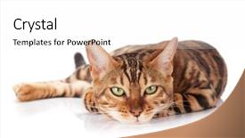  Presentation with monarch butterfly isolated on white - Slide set with bengal cat isolated on white background and a  colored foreground