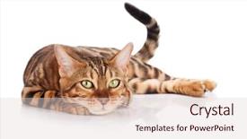  Presentation with bengal gram - Colorful presentation design enhanced with bengal cat isolated on white backdrop and a lemonade colored foreground