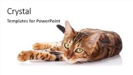  Presentation with cat - PPT layouts featuring bengal cat isolated on white background and a white colored foreground