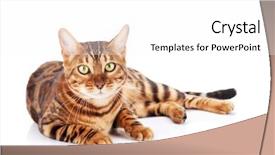  Presentation with cat - Slide set featuring bengal cat isolated on white background and a white colored foreground