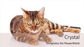  Presentation with cat - Presentation theme having bengal cat isolated on white background and a  colored foreground