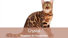  Presentation with cat - Audience pleasing PPT theme consisting of bengal cat isolated on white backdrop and a coral colored foreground