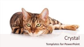  Presentation with cat - Amazing slides having bengal cat isolated on white backdrop and a  colored foreground
