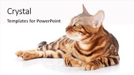  Presentation with royal bengal tiger - Presentation theme featuring bengal cat isolated on white background and a white colored foreground
