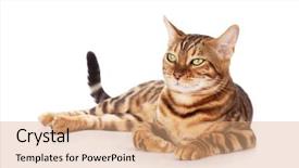  Presentation with bengal gram - Cool new presentation theme with bengal cat isolated on white backdrop and a coral colored foreground