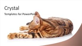  Presentation with cat - PPT theme consisting of bengal cat isolated on white background and a  colored foreground