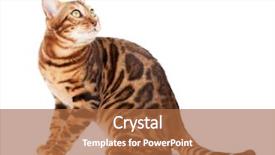  Presentation with bengal gram - Audience pleasing slide deck consisting of bengal cat looking up isolated backdrop and a red colored foreground