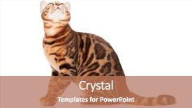  Presentation with bengal gram - PPT theme enhanced with bengal cat looking up isolated background and a  colored foreground