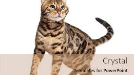  Presentation with royal bengal tiger - Presentation design consisting of bengal-cat-looking-up-isolated background and a coral colored foreground