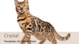  Presentation with stop - Slide deck featuring bengal-cat-marking-the-stop background and a coral colored foreground