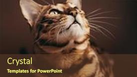  Presentation with tv studio - Slide deck featuring bengal-cat-portrait-in-studio background and a tawny brown colored foreground