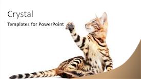  Presentation with paw - PPT theme featuring bengal-cat-scratching background and a white colored foreground